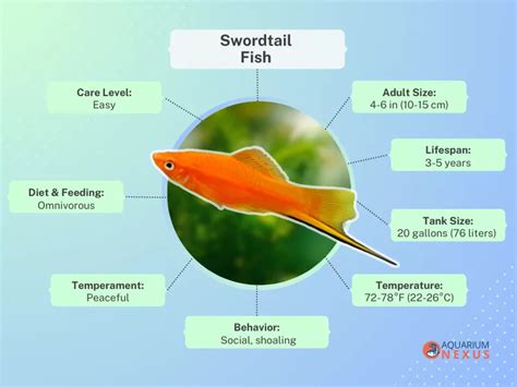 swordtail fish|Suggestions for food to feed my swordtail fishes .
